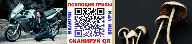 магазин продажи   Ковылкино  Псилоцибиновые грибы GOLDEN TEACHER 